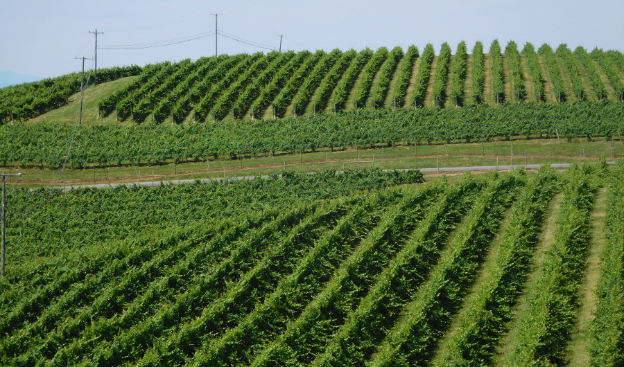 modern vineyard on Carter's Mountain next to Monticello (Albemarle County)