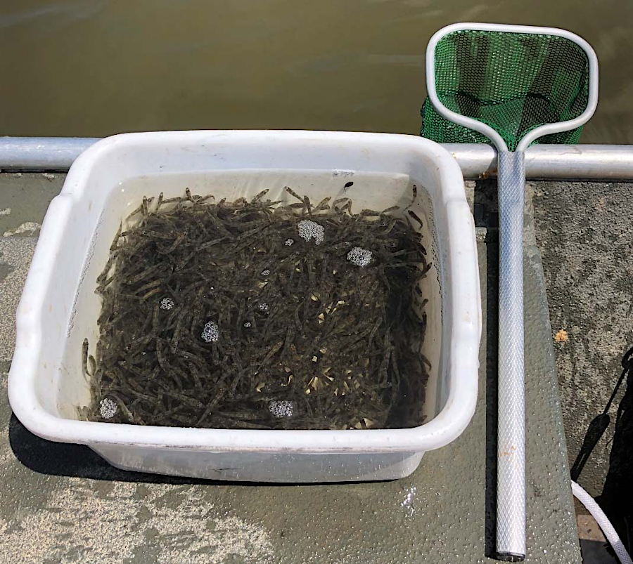 walleye are collected from the New River, Staunton River, and South Holston Reservoir, raised at the Vic Thomas, King and Queen, and Buller Fish Cultural Stations, and stocked as fingerlings for recreation fishing in 17 locations