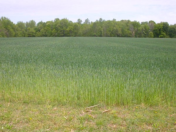modern wheat field