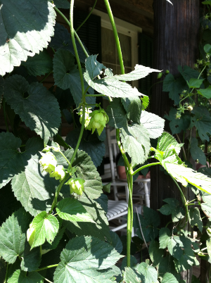 hop vines growing on porch, Blacksnake Meadery (Carroll County)