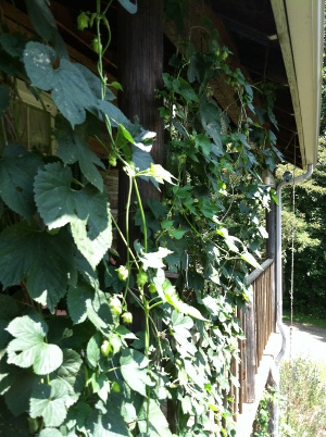 hop vines growing on porch, Blacksnake Meadery (Carroll County)