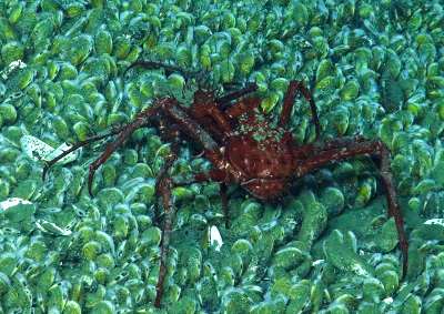 chemosynthetic bacteria feed on methane seeping from the ocean floor near Norfolk Canyon, providing the foundation for a food chain including Bathymodiolus mussels and spider crabs one mile deep in the ocean