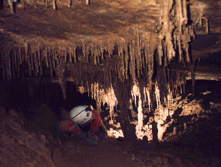 Soda Straw Forest in Buchanan Saltpeter Cave