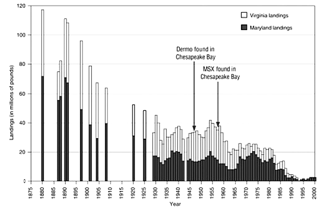 declining oyster harvests in Maryland/Virginia