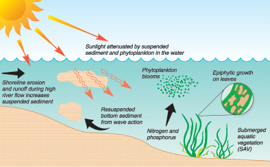 SAV is killed and submerged lands become underwater deserts when sediments block sunlight, or when oxygen levels drop to zero