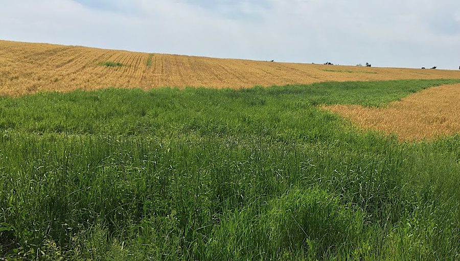 preserving vegetation in a Spotsylvania County farm's swale will reduce sediment running off the land towards the Chesapeake Bay