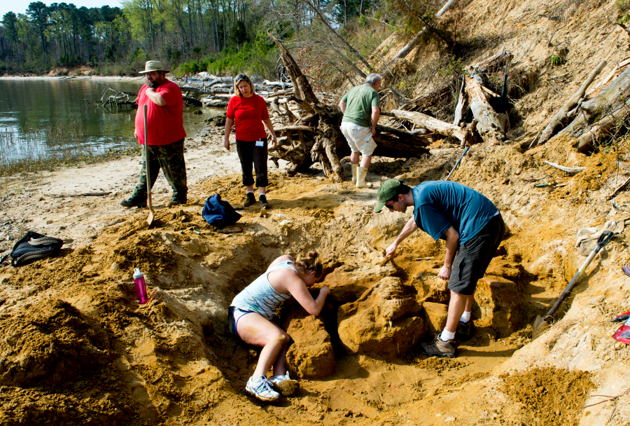 a 7-9 million-year-old whale skeleton was excavated at Naval Weapons Station Yorktown in 2013