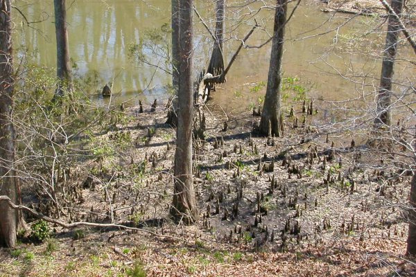 bald cypress knees at James Smith's Fort