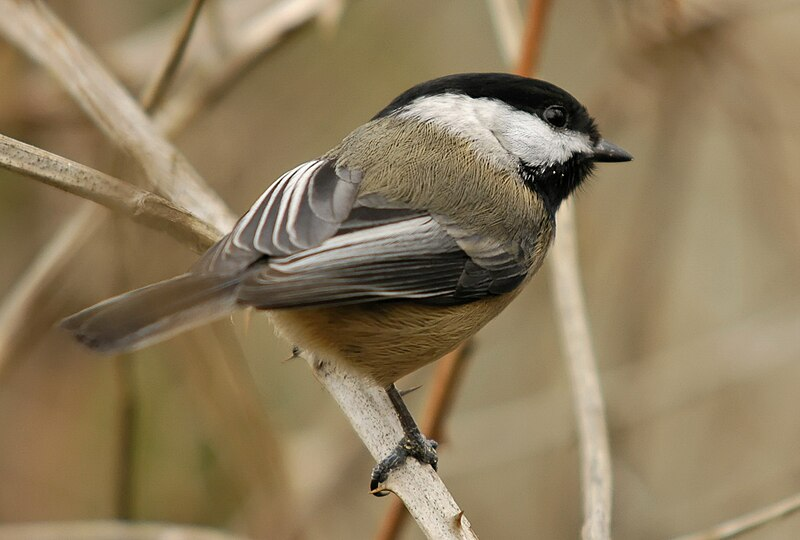 a pair of chickadees collect 6,000-9,000 caterpillars to feed one clutch of nestlings