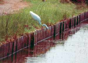 egret trying to feed from bulkhead (hardened shoreline)