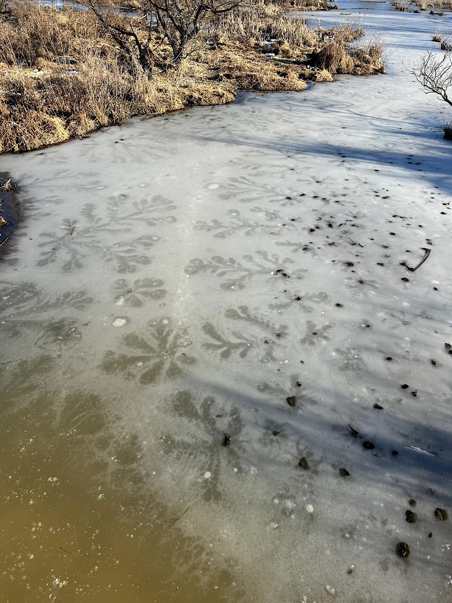 lake stars/ice stars, rare in Virginia, formed on the ice at the Neabsco Boardwalk in January 2025 when water oozed up through a hole in the ice and spread slightly before freezing