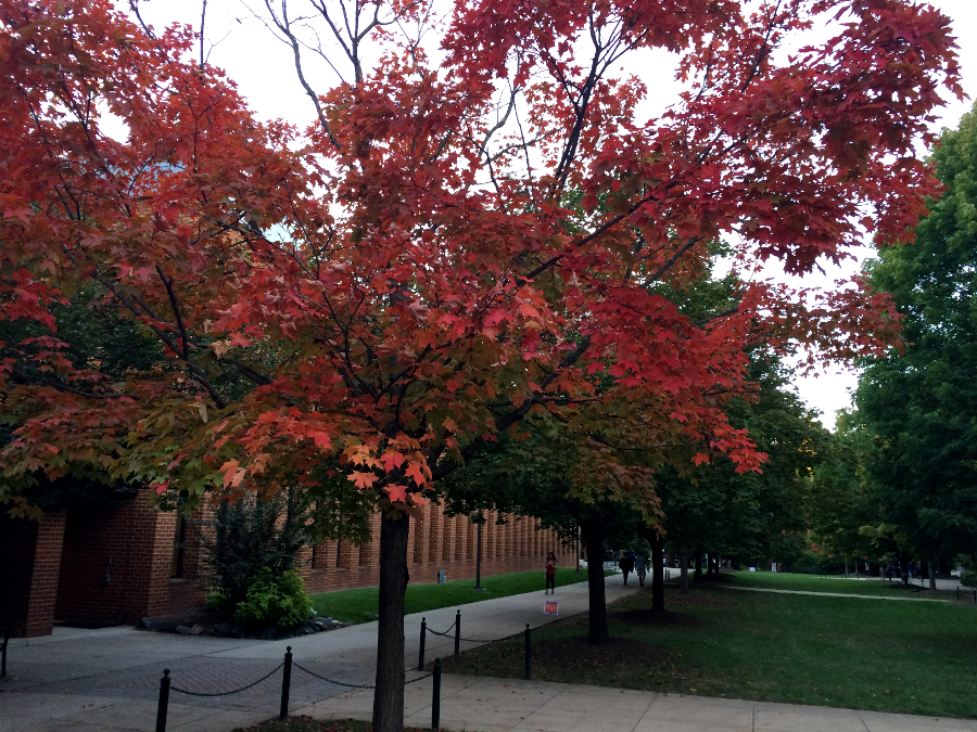 leaves on maple trees, such as those outside the Johnson Center on the Fairfax campus of George Mason University, often turn red in the Fall
