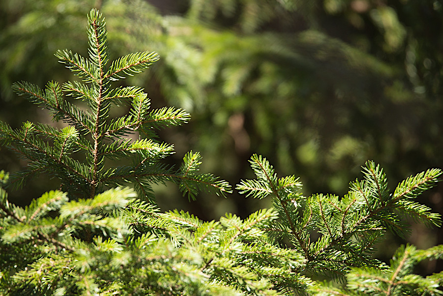 global warming could cause sky island forests with red spruce to disappear from Virginia's high elevations