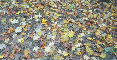 Autumn leaves on Whiteoak Trail in Shenandoah National Park