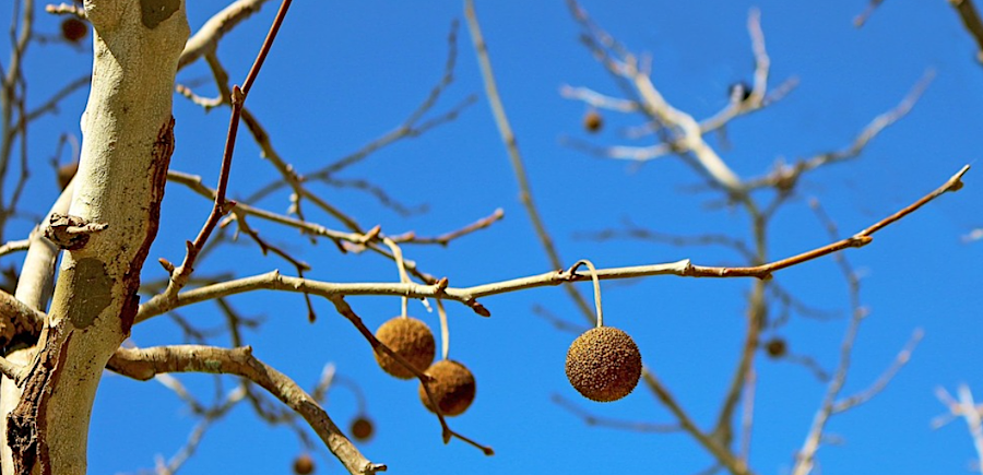 winds distribute sycamore seeds when mud flats appear in the Spring