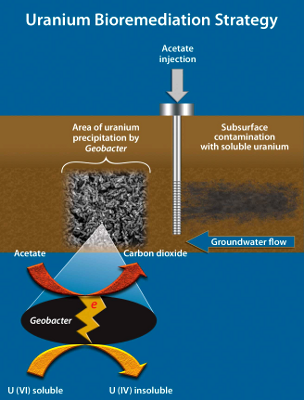 Geobacter might be injected underground with key nutrients to precipitate uranium out of groundwater