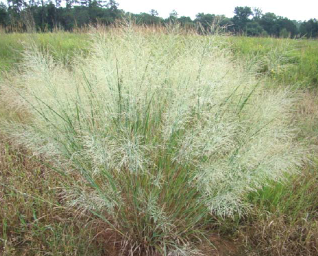 a 2013 switchgrass (Panicum Virgatum) is a native species in Virginia that could become a source for ethanol