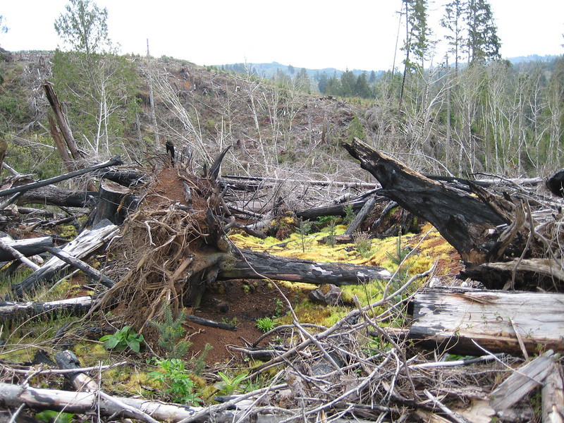 wood waste left in the forest decomposes and releases carbon dioxide far slower than sawmill waste