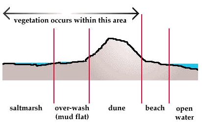 cross-section of a barrier island, showing vegetation growing on lower-energy side away from wave action