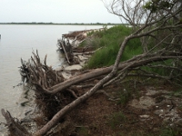 lagoon side erosion from ebb-tide surge