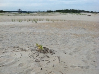 sea rocket plant taking root, perhaps initiating start of a dune