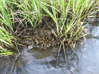 mussels growing in marsh on lagoon side
