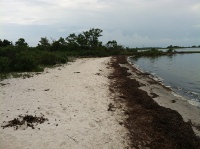 vegetation wrack line, limit of most recent high tide