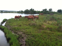 feral horses grazing in marsh on Assateague Island