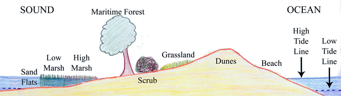 profile of a typical barrier island