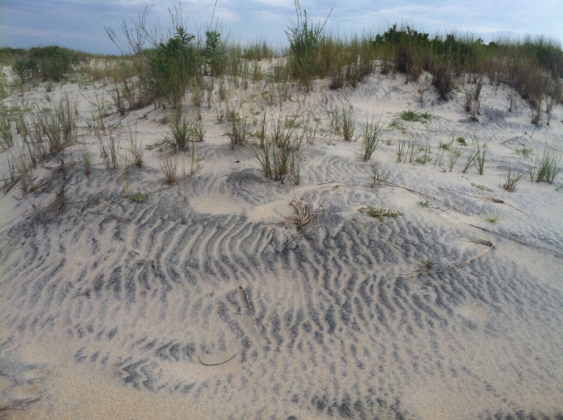 heavy, dense grains of hornblend/magnetite/rutile resist movement by wind while dry grains of quartz migrate easier, forming lineaments of dark and light sand on Assateague Island