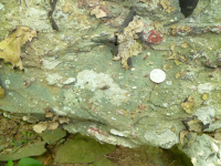 Catoctin Formation - greenstone with amygdules (filled-in volcanic gas bubbles)