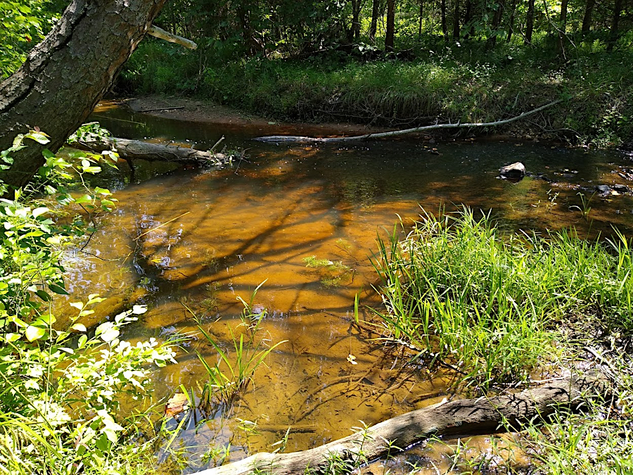 iron-loving bacteria still create a brown slime at the bottom of Quantico Creek