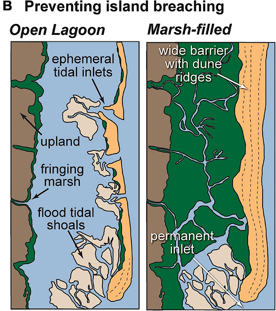 Cedar Island might be stabilized by capturing washover sediments in a backbarrier marsh