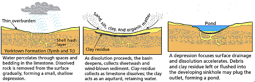 sinkholes and karst ponds form in the Yorktown Formation on the Coastal Plain