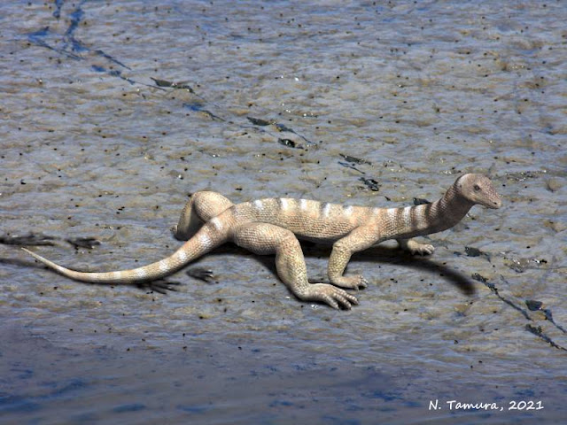 fossil evidence of Tanytrachelos has been found in Virginia