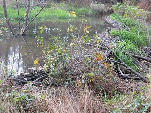 beaver pond near I-66 in Prince William County