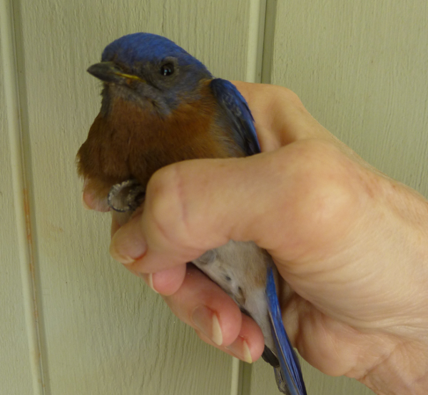 if a bird in the hand is worth two in the bush, what is the ratio for the benefits of an in-person discussion vs. online chat?