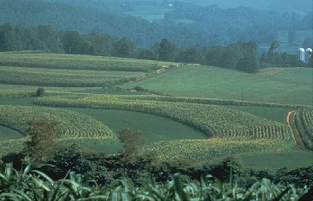 grass strips, left unplowed between crop rows, reduce erosion