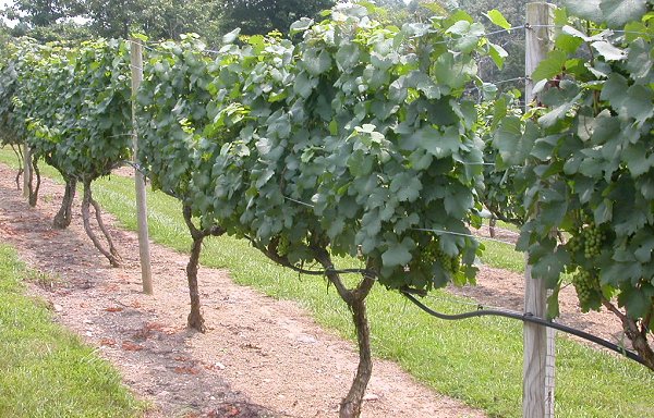 vineyard at the Tomahawk Winery (Pittsylvania County)