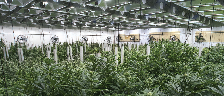 electricity cost is a major factor in the location of indoor grow houses, in states where recreational marijuana is legal