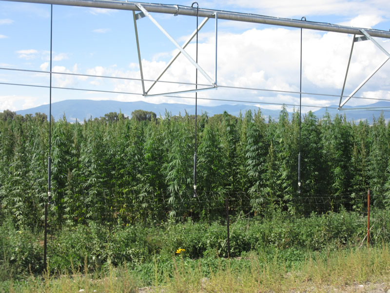 growing industrial hemp outdoors in Colorado includes acquiring water rights for irrigation