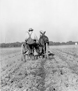 plowing corn in Arlington County (note Washington Monument in background)