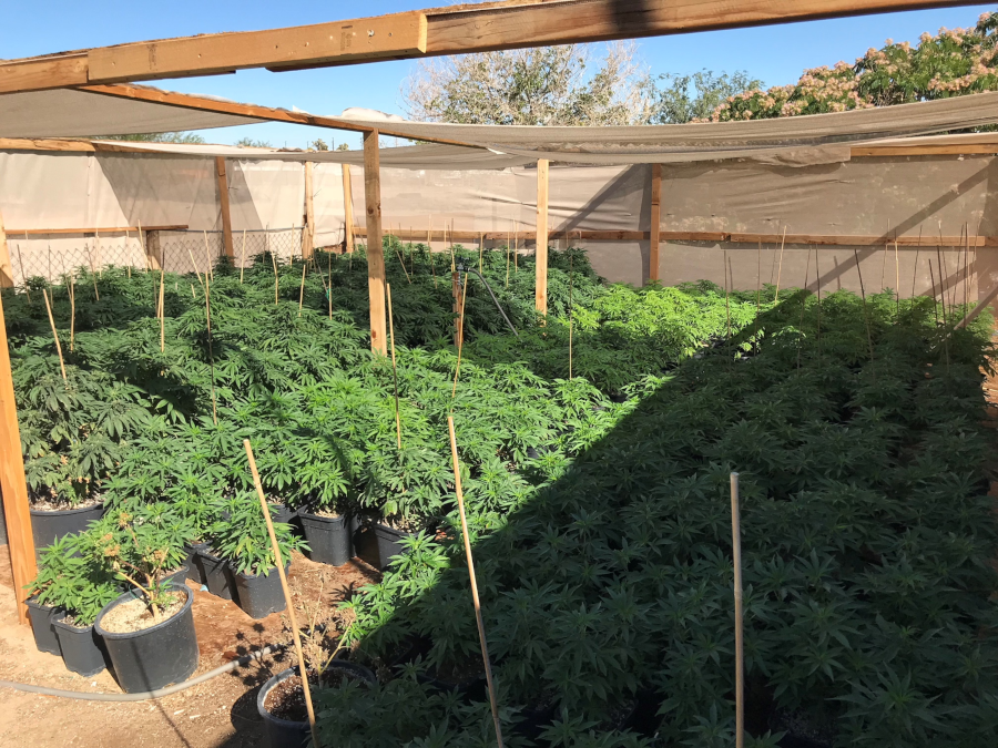 outdoor grow operations require security to prevent theft, and simple screening/fencing is not adequate