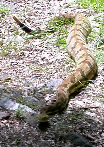 Rattler in Giles County, 2002