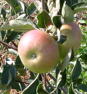 apple on tree