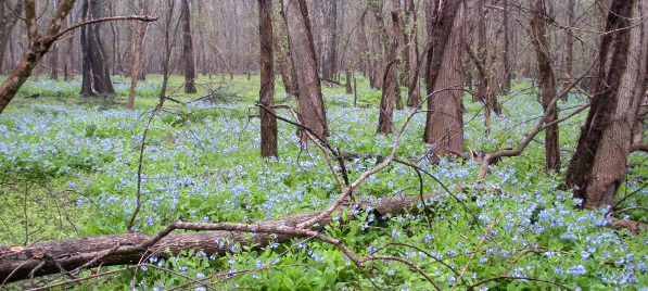 Virginia Bluebells at Merrimac Farm Wildlife Management Area (Prince William County)