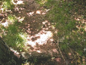 shade on forest floor under closed canopy