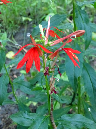 cardinal flower