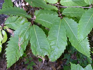 wild chestnut (Castanea dentata) on Warspur Trail near Mountain Lake (Giles County)