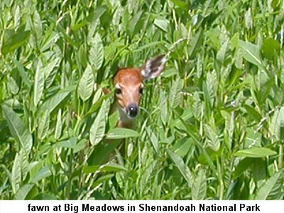 fawn at Big Meadows in Shenandoah National Park